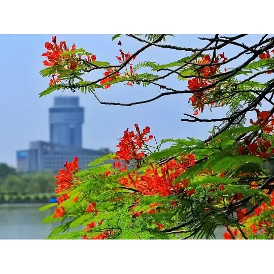 Conas a Chruthaíonn Royal Poinciana Tírdhreacha Trópaiceacha Néalacha? Conas a Chruthaíonn Royal Poinciana Tírdhreacha Trópaiceacha Néalacha?