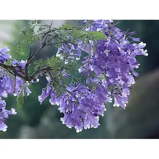 Conas a Chruthaíonn Crann Jacaranda Tírdhreacha Néalacha agus Áilleacht Fadtréimhseach?