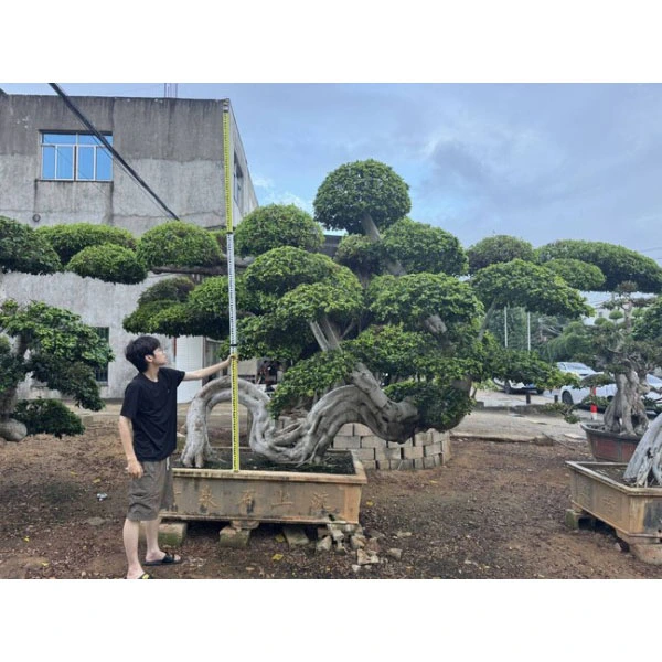 Crann Ficus Microcarpa Bonsai