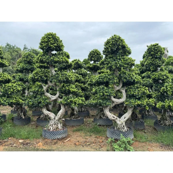 Crainn Sráide Ficus Microcarpa