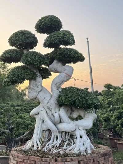 Ficus Microcarpa Bonsai Tree