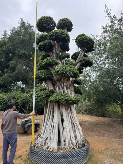 Ficus Microcarpa Bonsai Tree