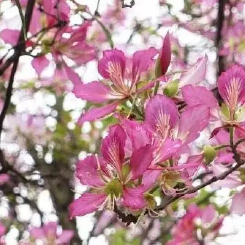 Pink Orchid Tree Liners