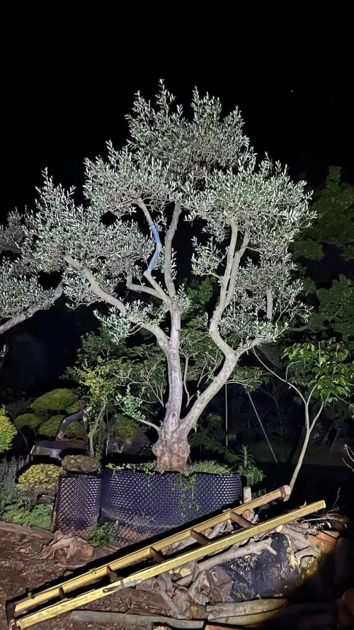 Potted Olive Seedlings