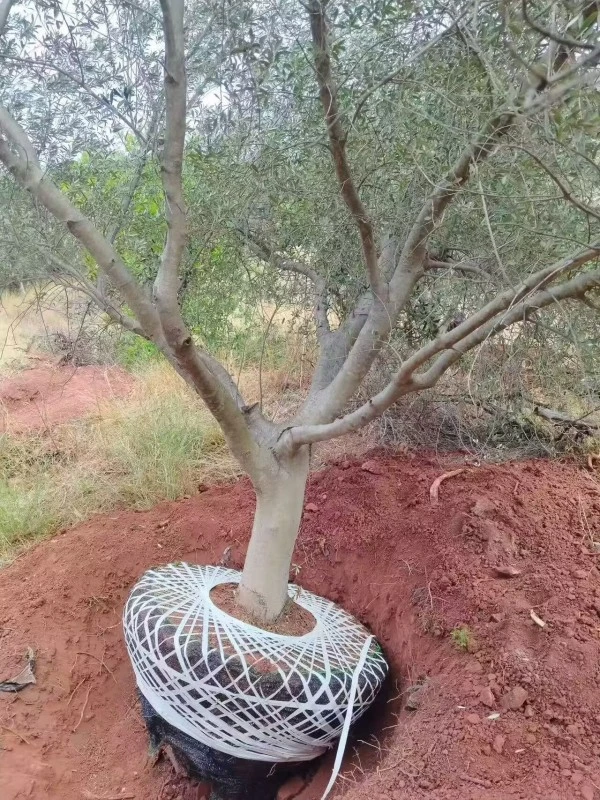 Potted Olive Seedlings