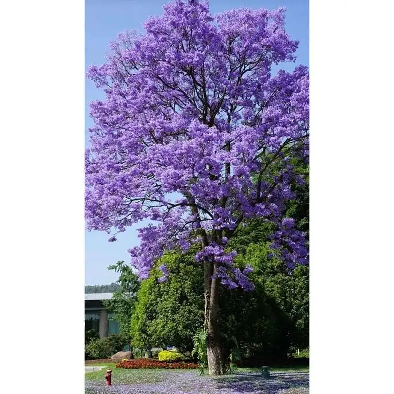 Crainn Shráid Jacaranda