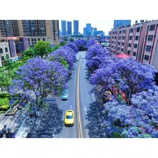 Crainn Shráid Jacaranda