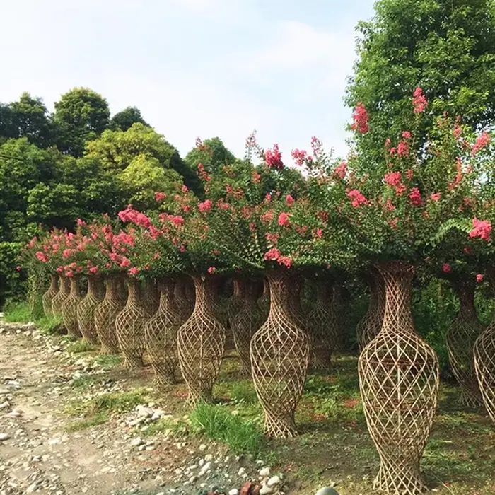 Eiseamal Crape Myrtle Tree