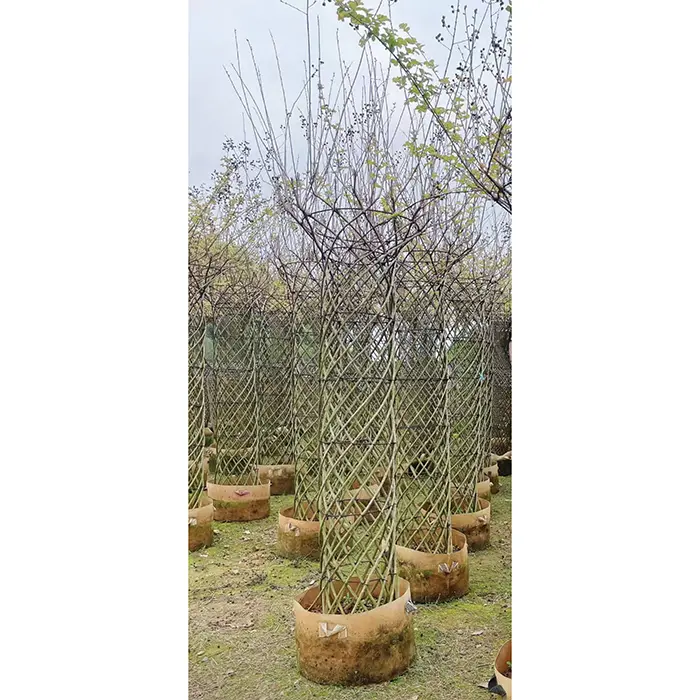Eiseamal Crape Myrtle Tree
