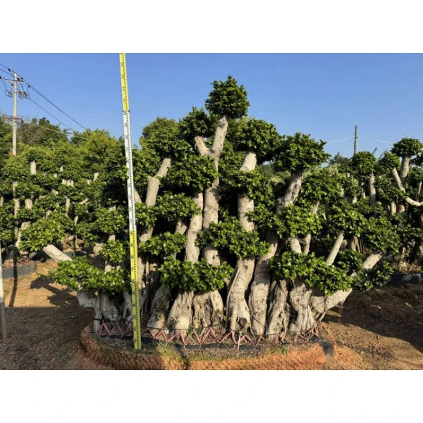 Eiseamal Ficus microcarpa Crann